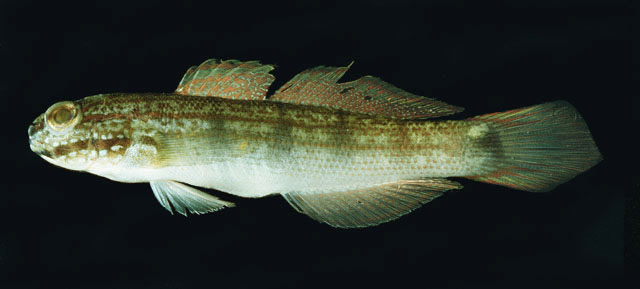 Amblygobius buanensis