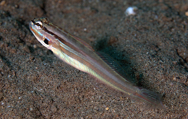 Amblygobius cheraphilus