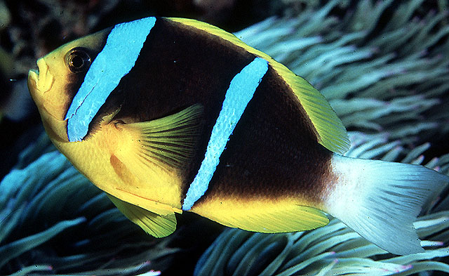 Amphiprion chrysopterus