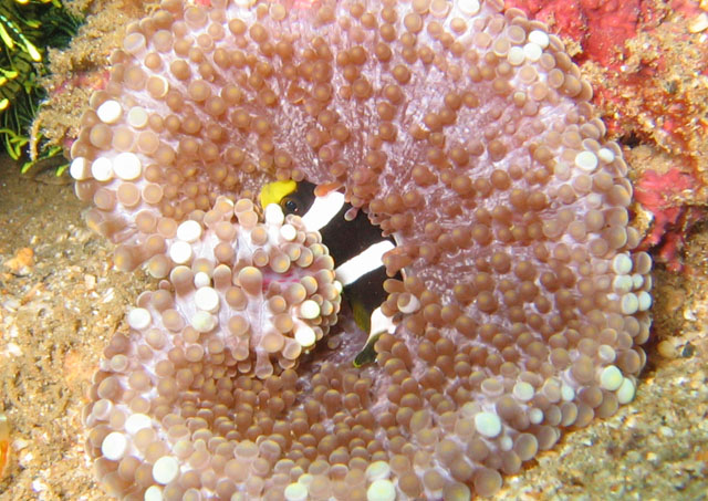 Amphiprion clarkii