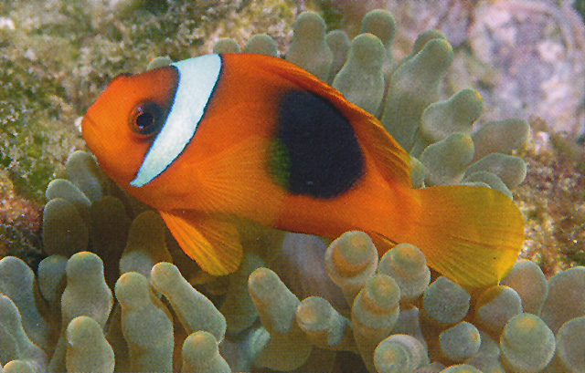 Amphiprion ephippium