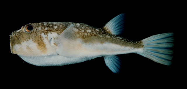 Amblyrhynchote honckenii