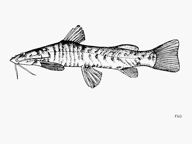 Amphilius kivuensis