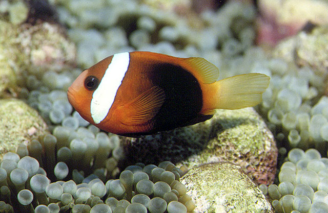 Amphiprion melanopus