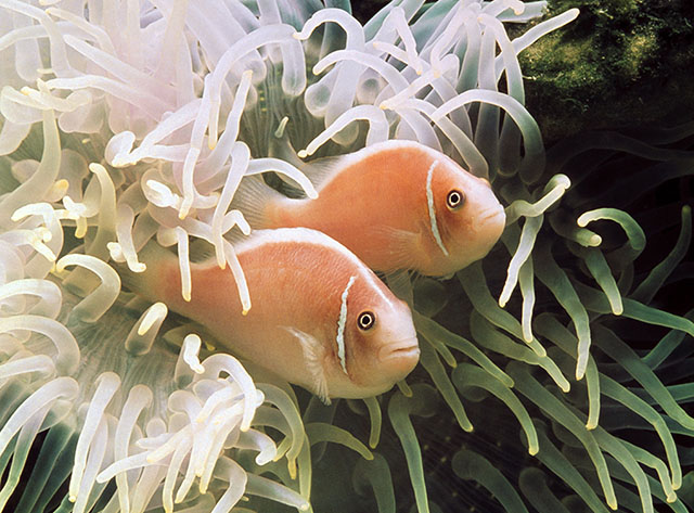 Amphiprion perideraion