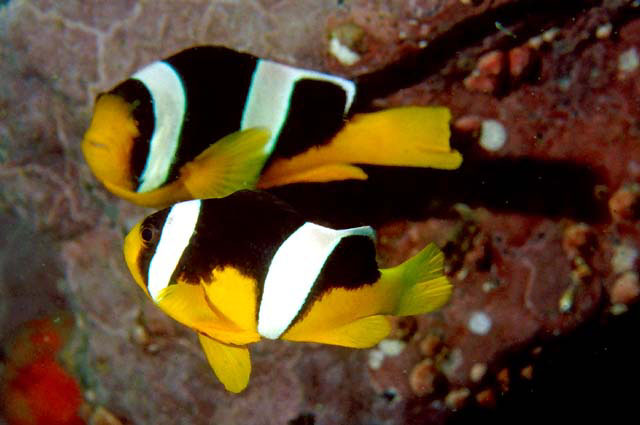 Amphiprion sebae