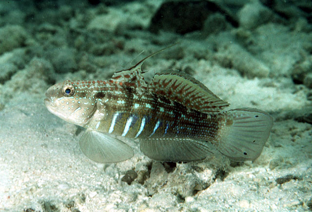 Amblygobius semicinctus