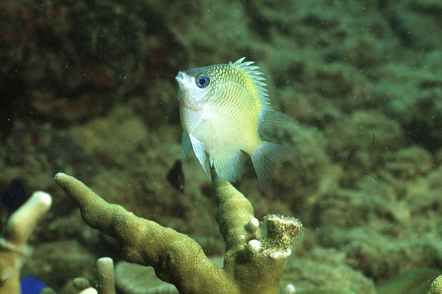 Amblyglyphidodon ternatensis