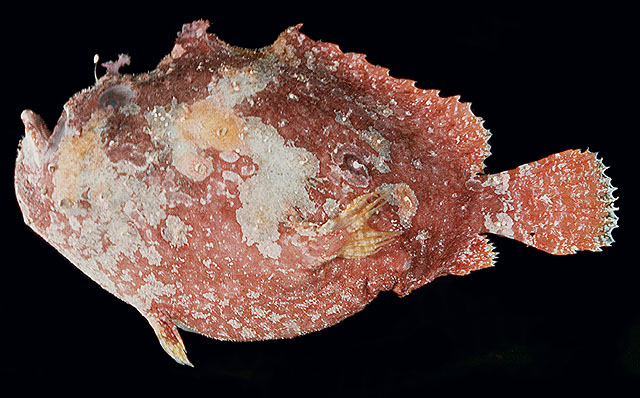 Abantennarius coccineus