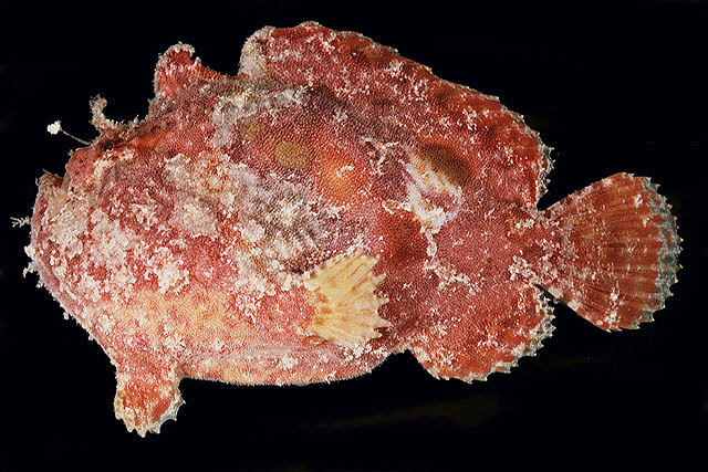 Abantennarius coccineus