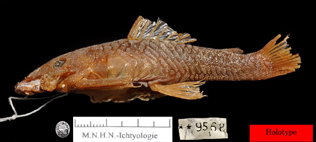 Ancistrus erinaceus