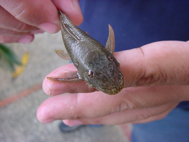 Ancistrus gymnorhynchus