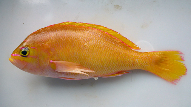 Anthias helenensis