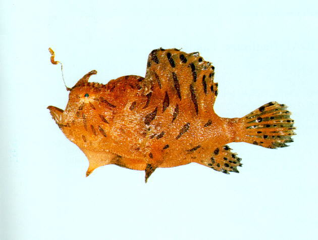 Antennarius hispidus