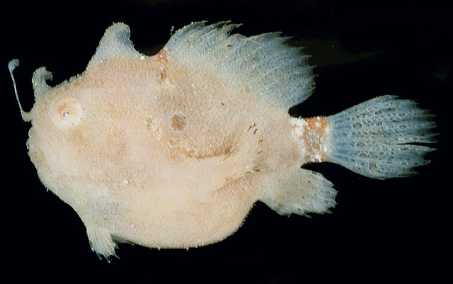 Antennarius hispidus