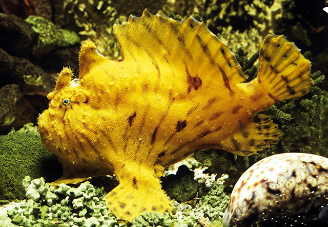 Antennarius hispidus