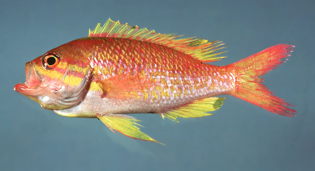 Anthias nicholsi