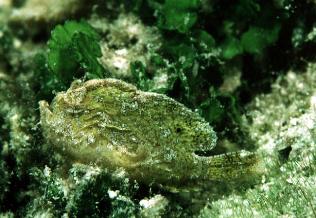 Antennarius pauciradiatus