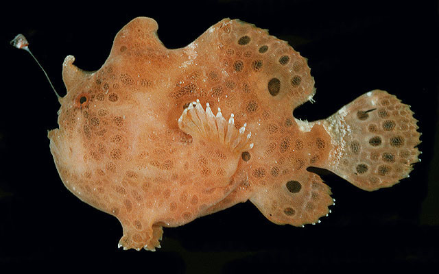 Antennarius pictus