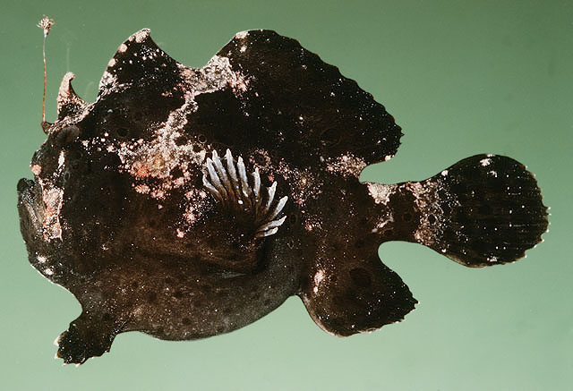 Antennarius pictus