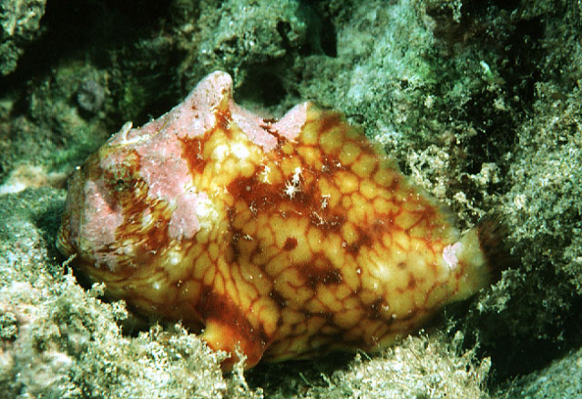 Antennatus tuberosus