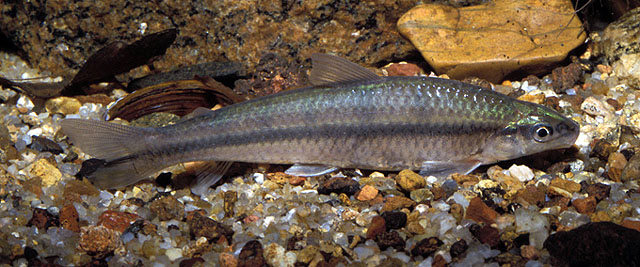 Apareiodon affinis