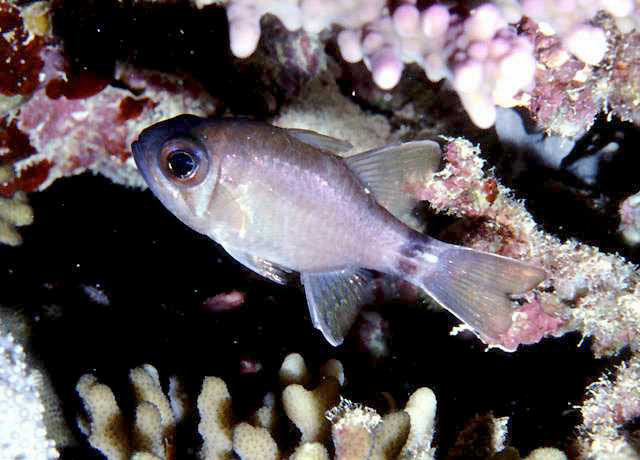 Nectamia annularis