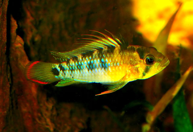 Apistogramma baenschi