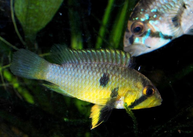 Apistogramma barlowi