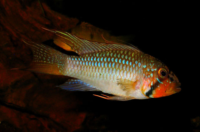 Apistogramma barlowi