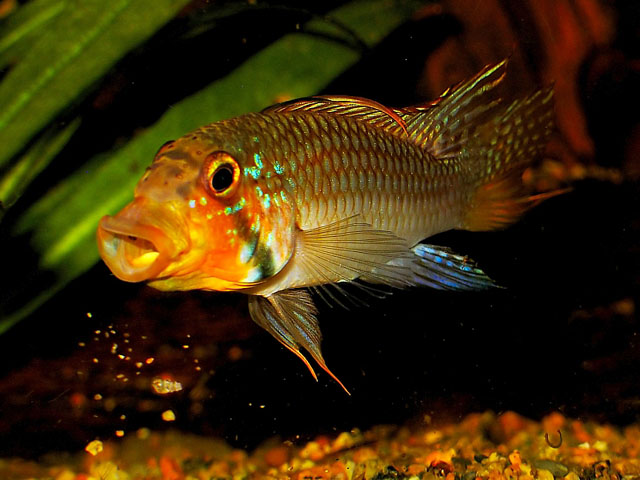 Apistogramma barlowi