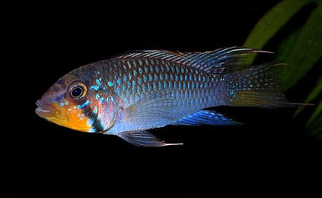 Apistogramma barlowi