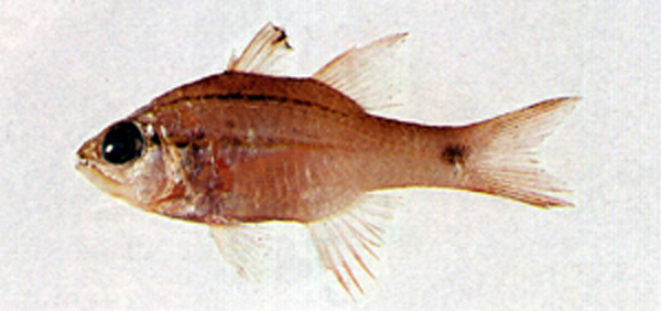 Ostorhinchus cheni