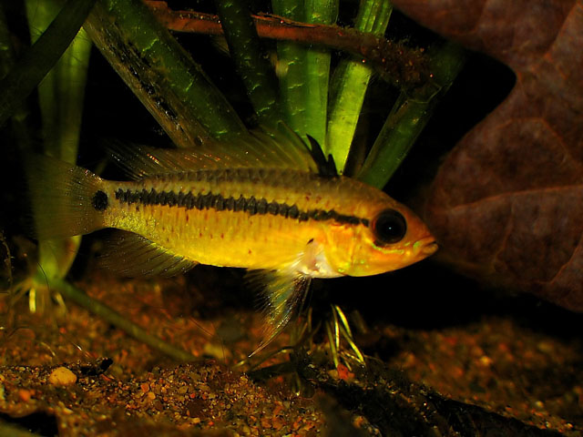 Apistogramma eremnopyge