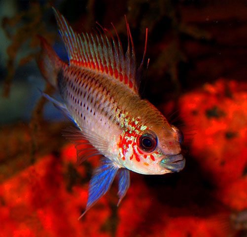 Apistogramma eremnopyge