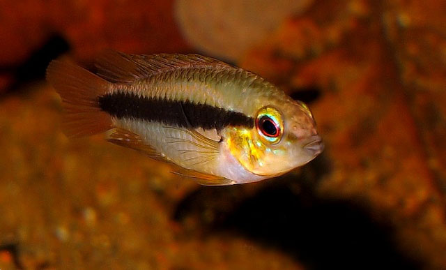 Apistogramma erythrura