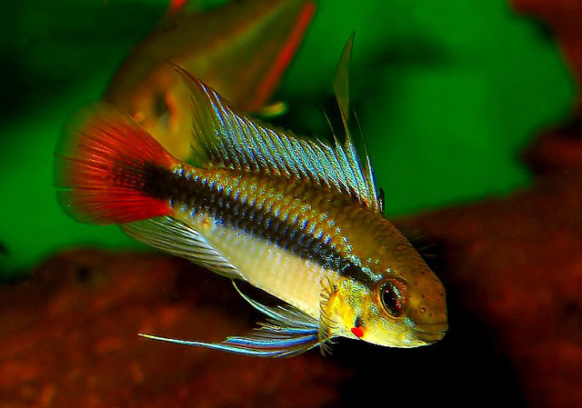 Apistogramma erythrura