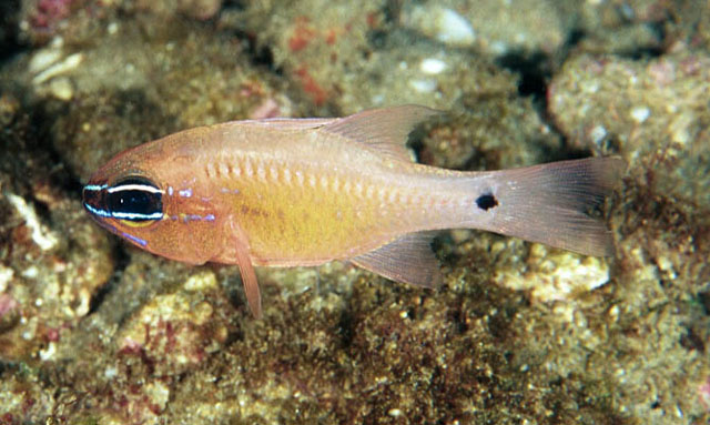 Ostorhinchus flagelliferus