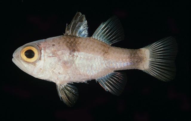 Apogonichthyoides gardineri