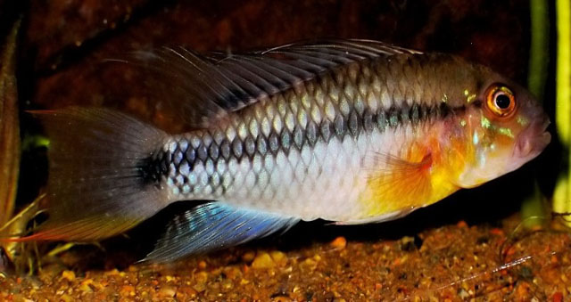 Apistogramma huascar