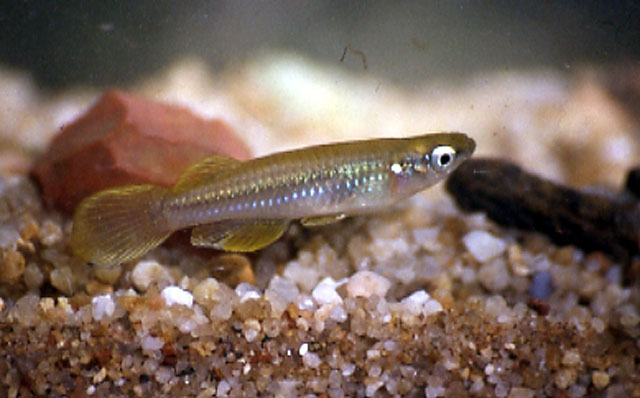 Micropanchax johnstoni