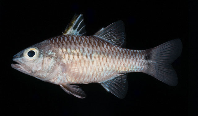 Pristiapogon kallopterus