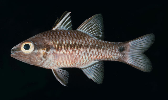 Pristiapogon kallopterus