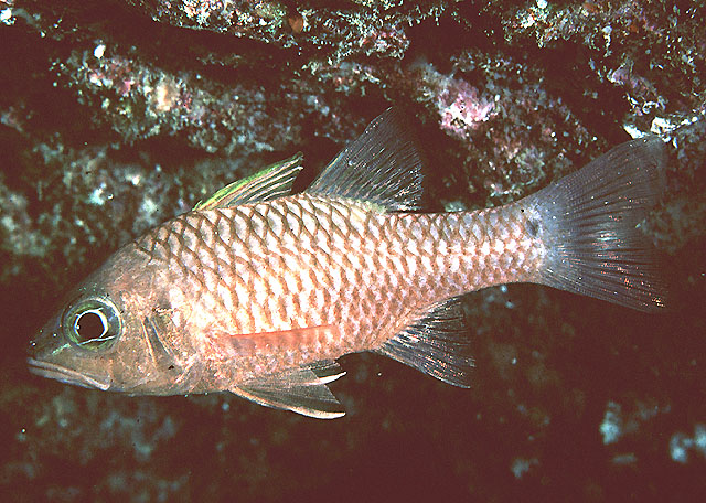 Pristiapogon kallopterus