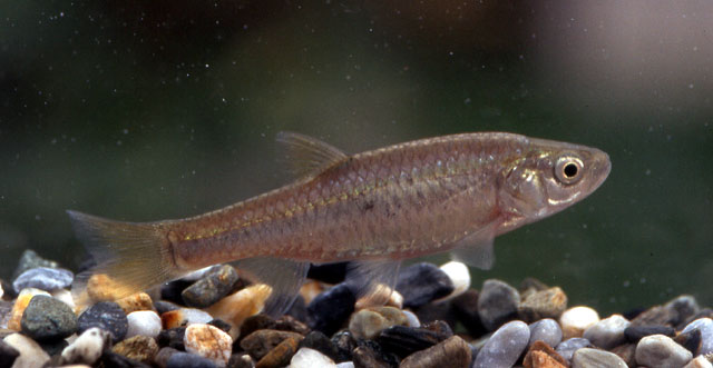 Aphyocypris kikuchii