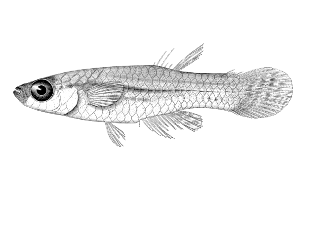 Lacustricola macrurus