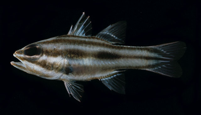 Ostorhinchus novemfasciatus