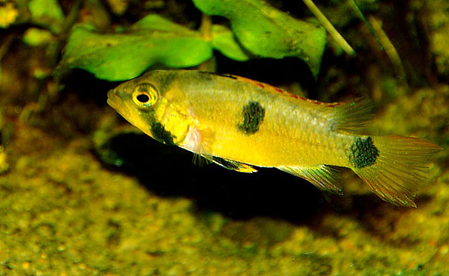 Apistogramma pantalone