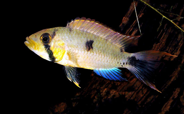 Apistogramma pantalone