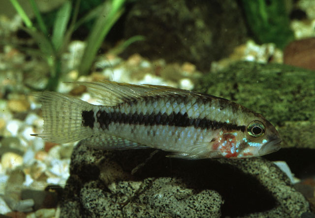 Apistogramma personata